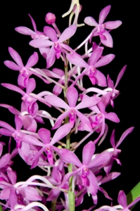 Vandachostylis Deep Blue Seas Pink Diamond AM/AOS 80 pts.